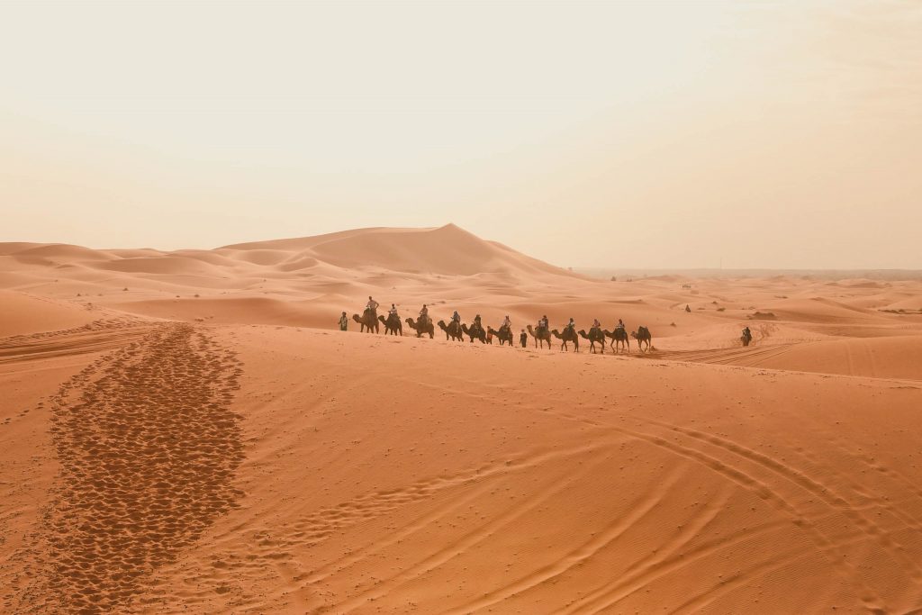 Camels Walking Through Desert