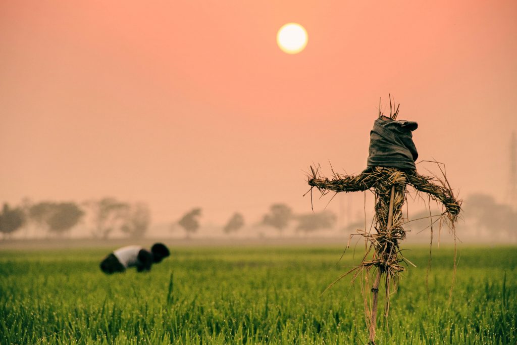 farm field at sunset