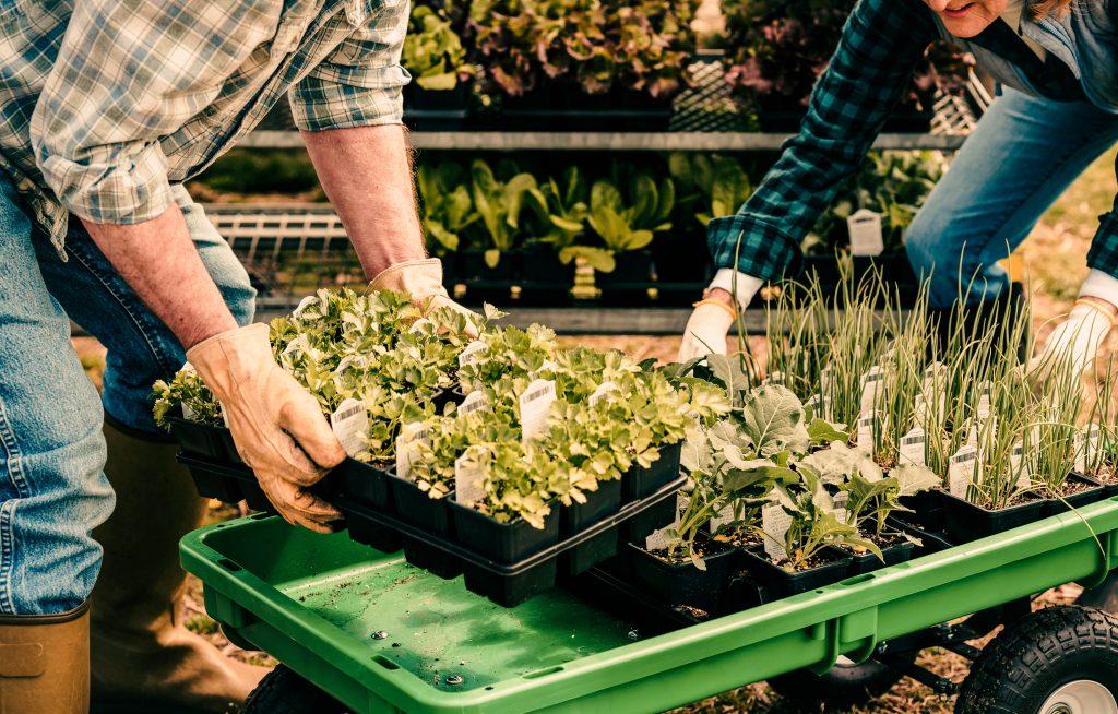 farmers handling pallets of plants in greenhouse