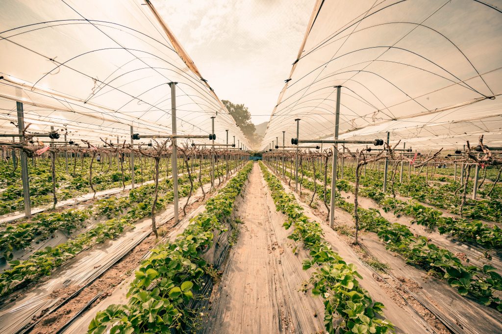 plant fields in a greenhouse