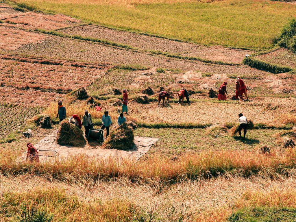 farmers working a large field