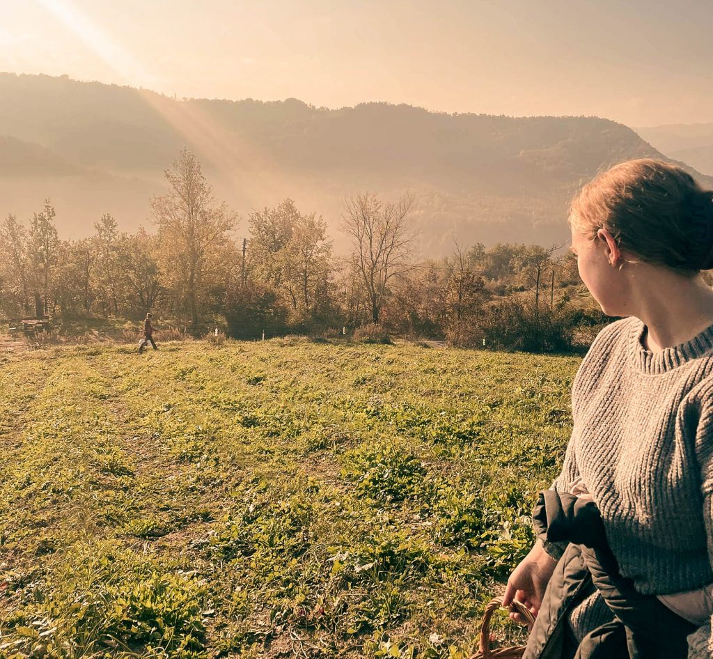 saffron farm field in italian countryside