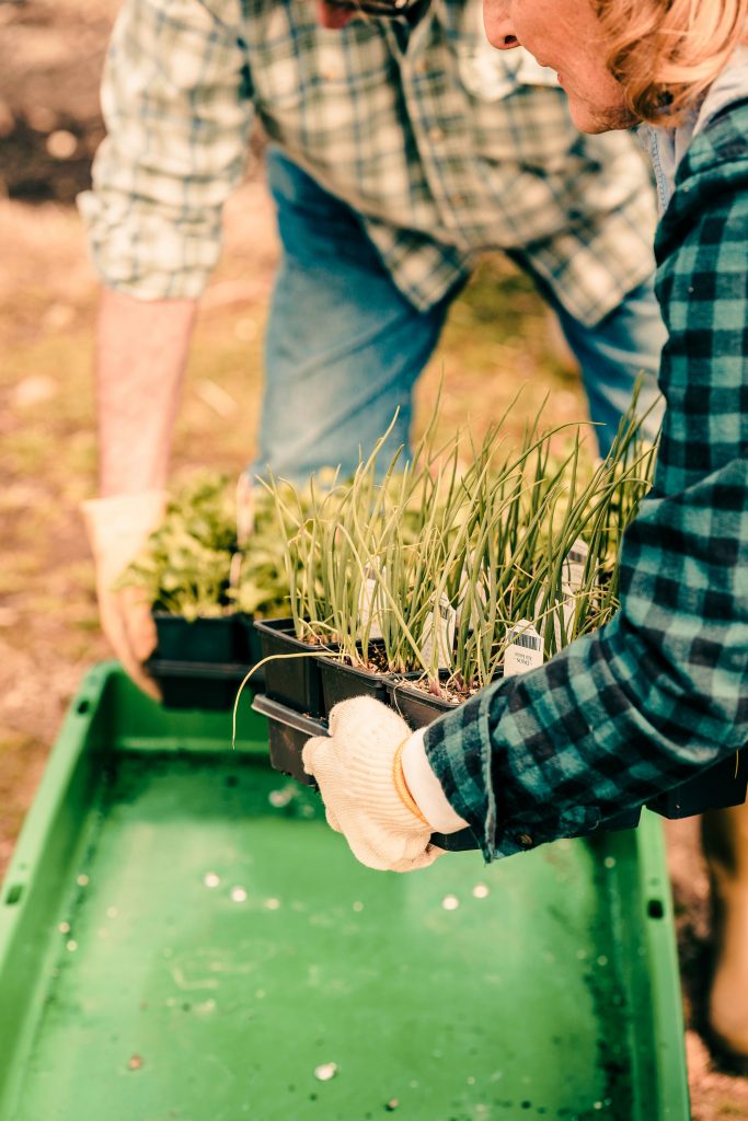 Farmers holding small pallets of plants