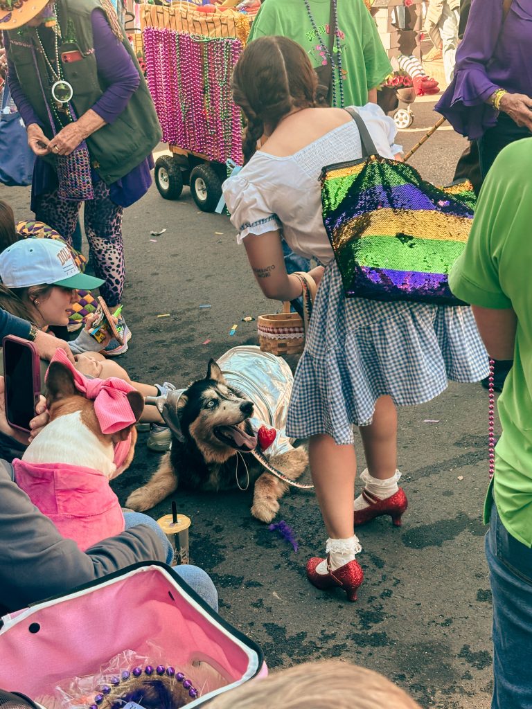 Krewe of Bacchus dog dressed as the tin man