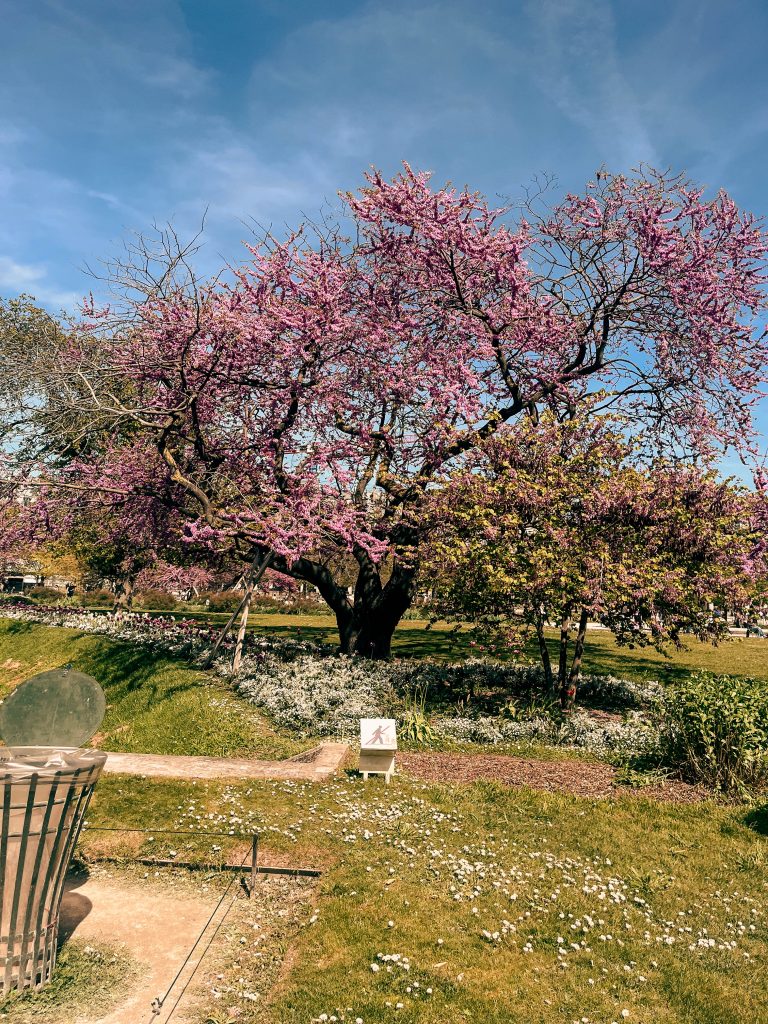 Cherry Blossoms in Paris