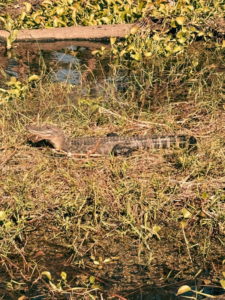 NOLA swamp tour alligator sighting