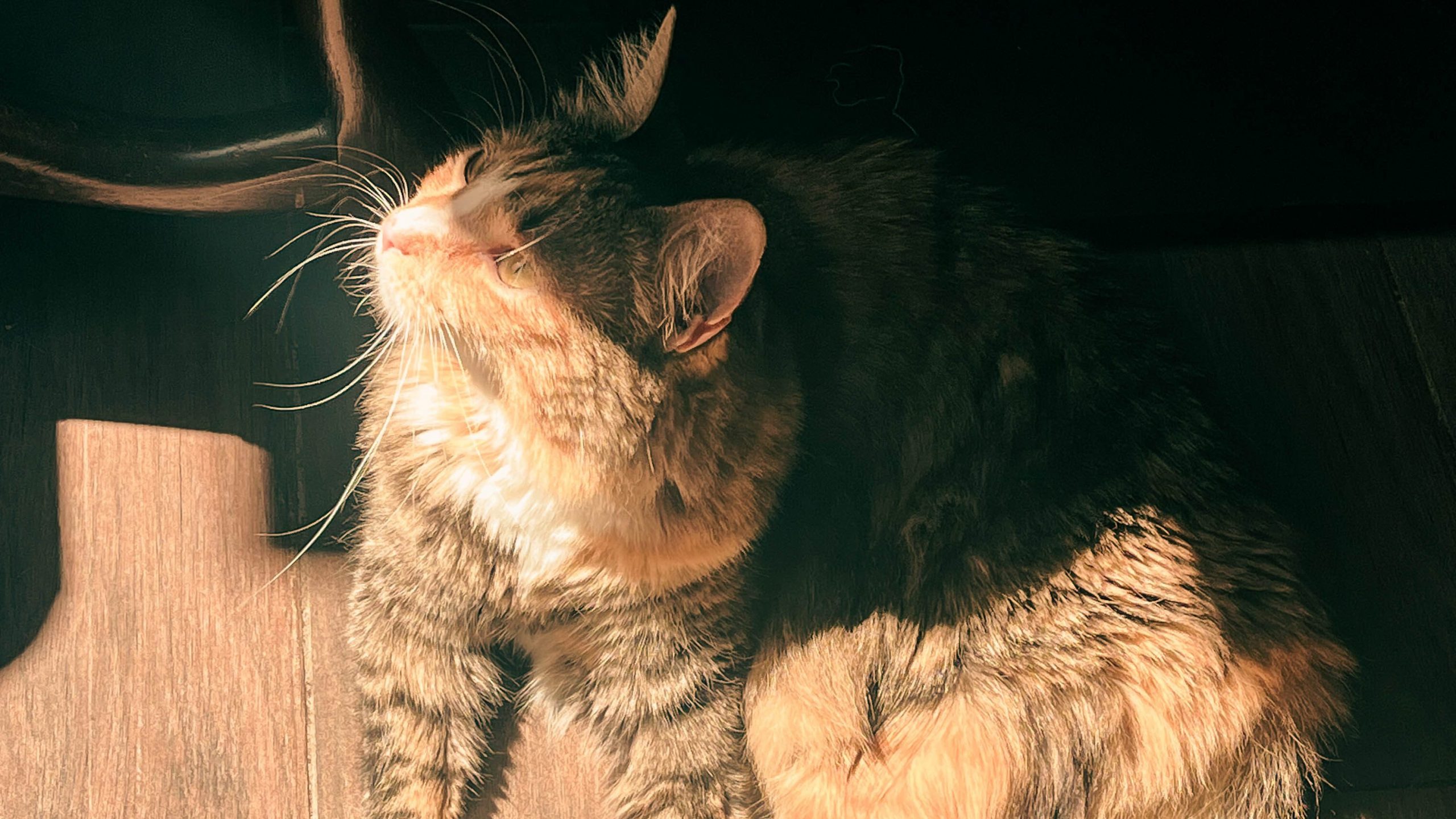 7 Affordable Things to Do Solo in Paris photo of cat in sunlight