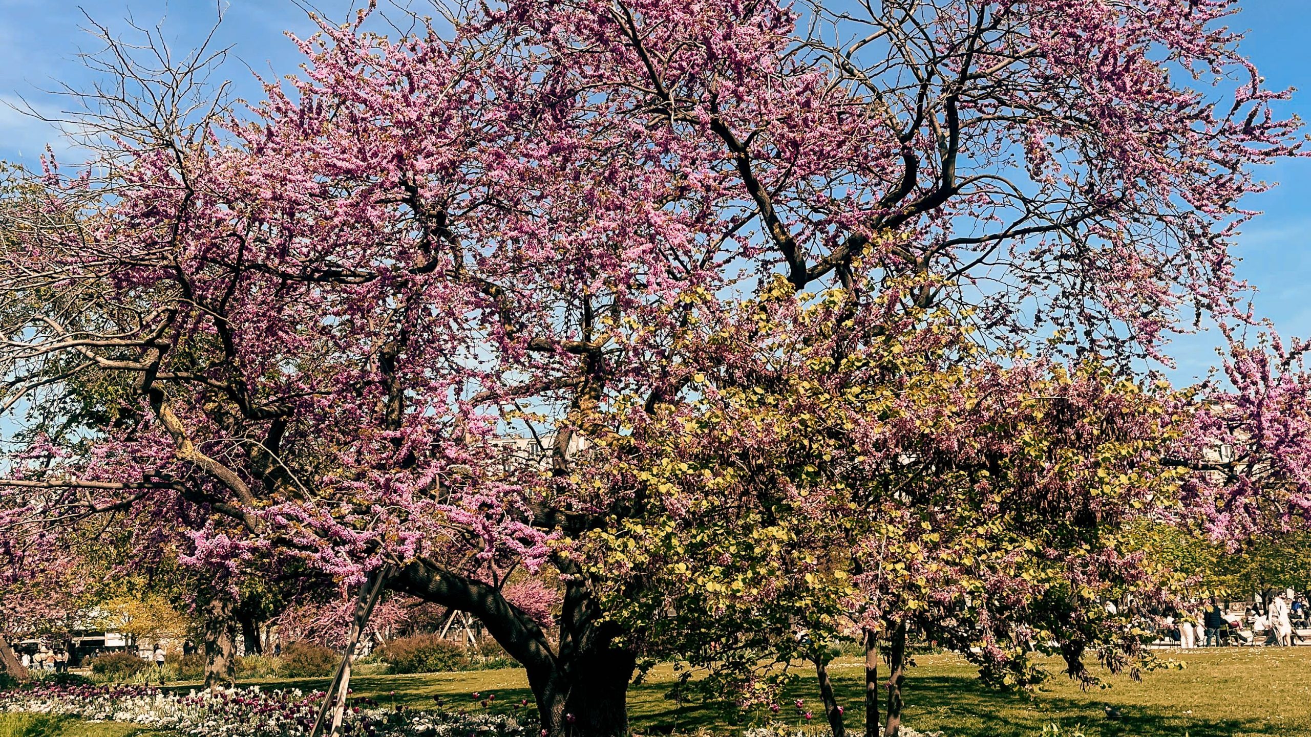 7 Affordable Things to Do Solo in Paris photo of cherry blossom tree at the Jardin des Tuileries in Paris